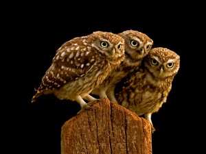 Burrowing Owls HD Wallpaper