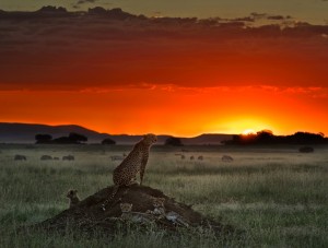 Cheetah Sunset HD Wallpaper