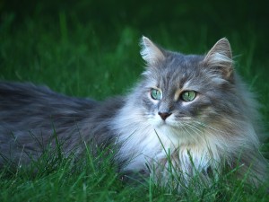 Green Eyed Cat Wallpaper