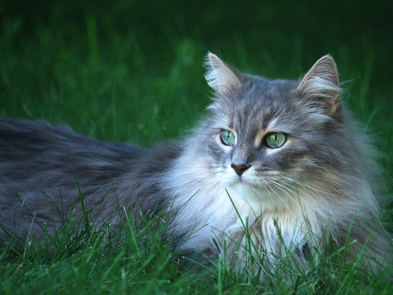 green-eyed-cat-wallpaper-800x600.jpg