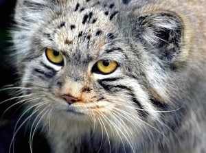 Manul Cat HD Wallpaper