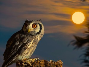 Owl-Full Moon HD Wallpaper
