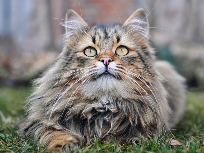 precious-cat-wallpaper-800x600.jpg