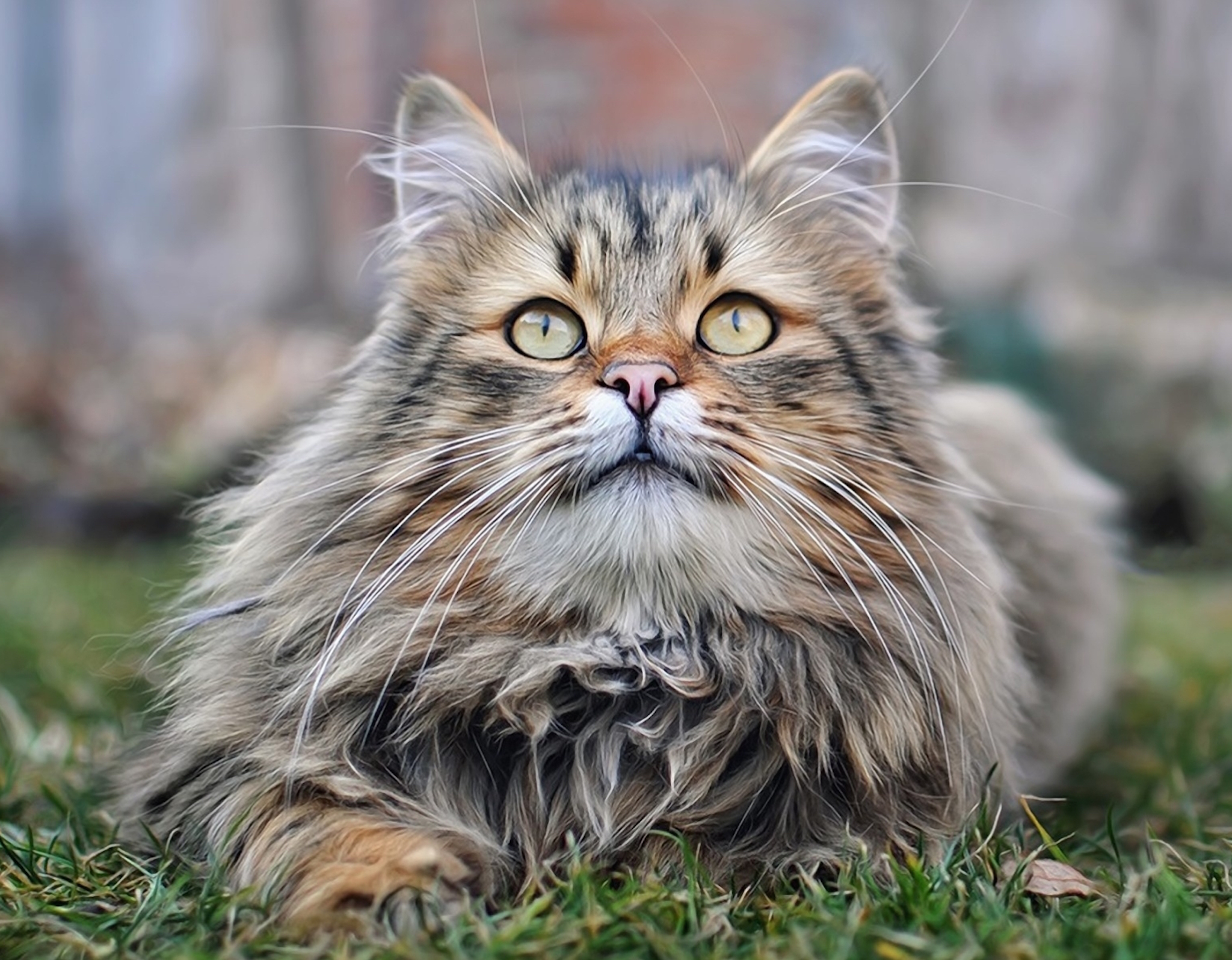 Фотографии Пушистых Котов