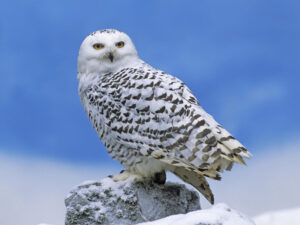 Snowy Owl Perched Wallpaper