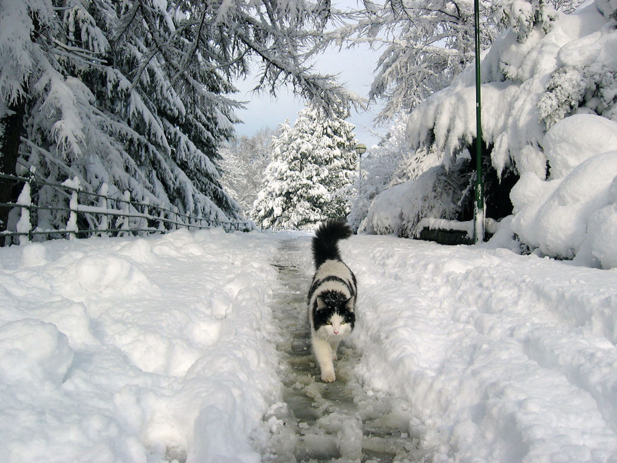 Скоро сугробы. Кот идет по снегу. Котик в снегу. Кот на снежной тропе. Кот в сугробе.