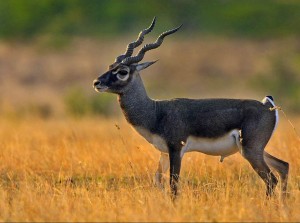 Blackbuck Antelope Wallpaper