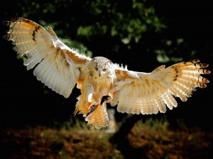 Owl Wingspan Wallpaper