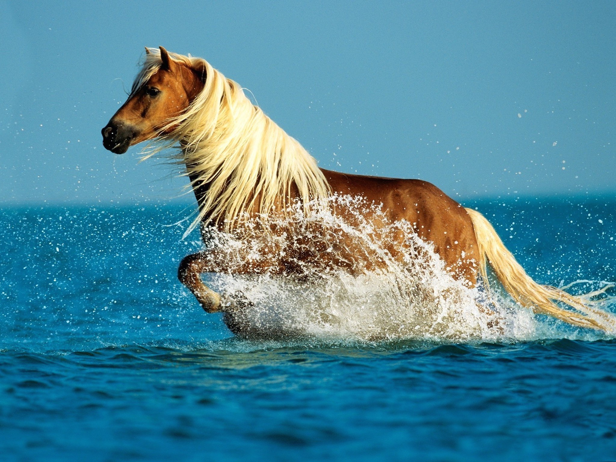 Palomino Horse HD Wallpaper | Free HD Downloads