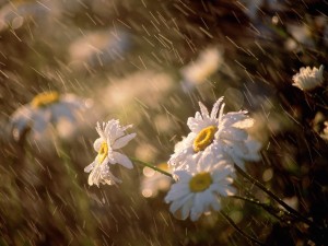 Rain Showering Daisies Wallpaper