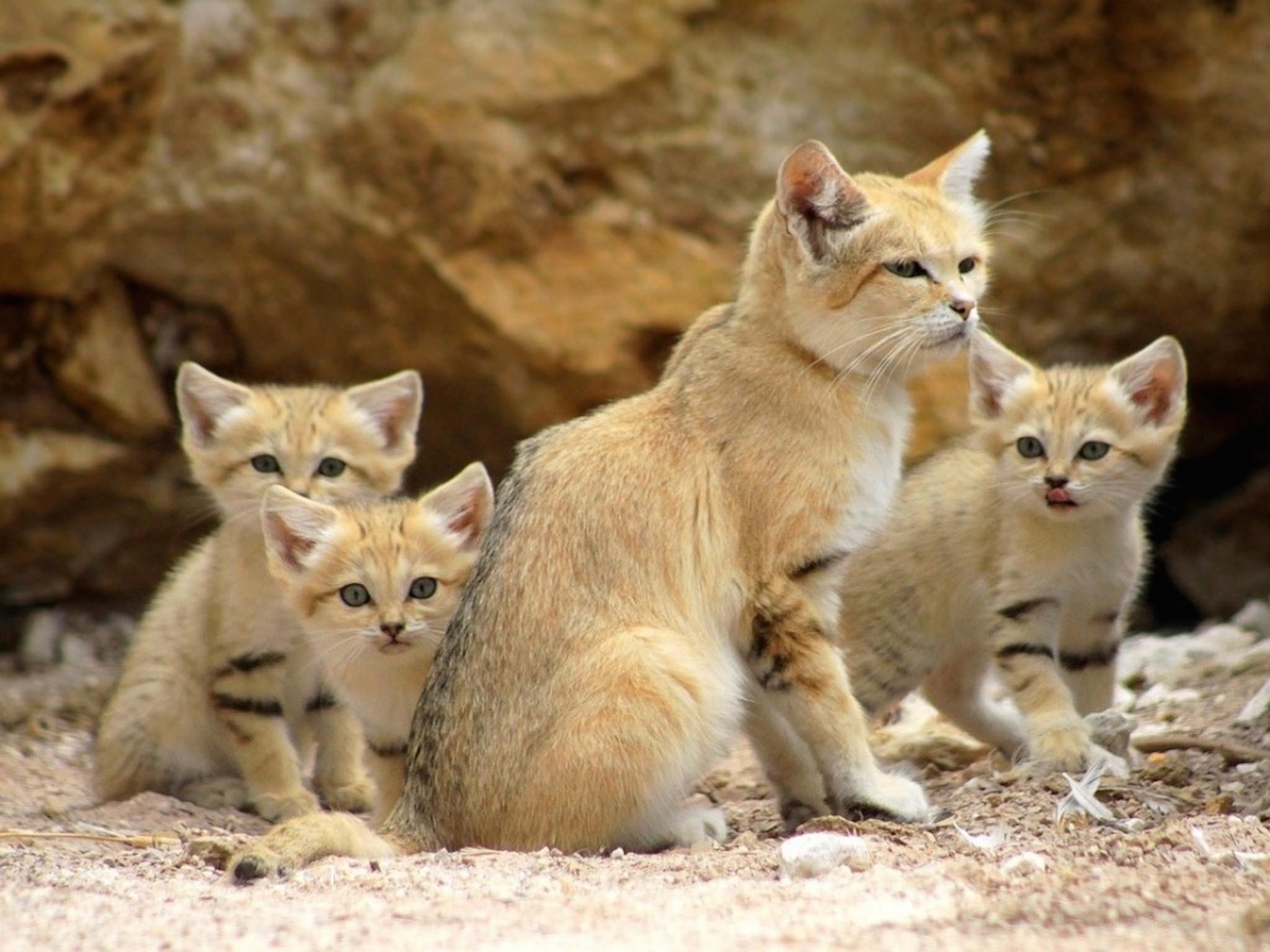 Sand Cat Family Wallpaper | Free HD Cat Downloads
