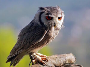 Southern White Faced Owl Wallpaper