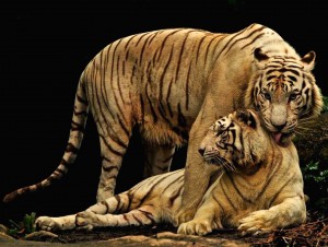 Tiger Motherliness Wallpaper