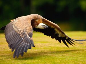 Vulture Bird Soaring Wallpaper