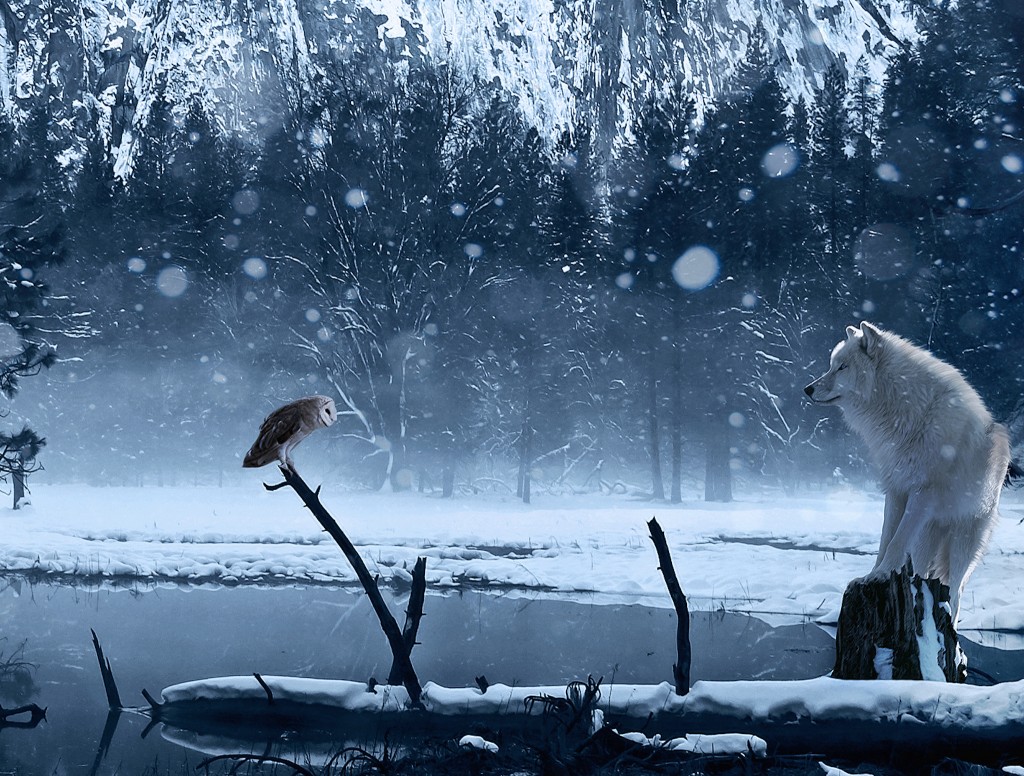 Wolf Stares Down Owl Wallpaper Free HD Downloads
