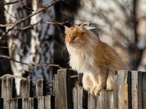 Cat Perched Wallpaper