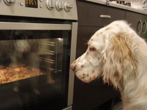 English Setter Chef Wallpaper