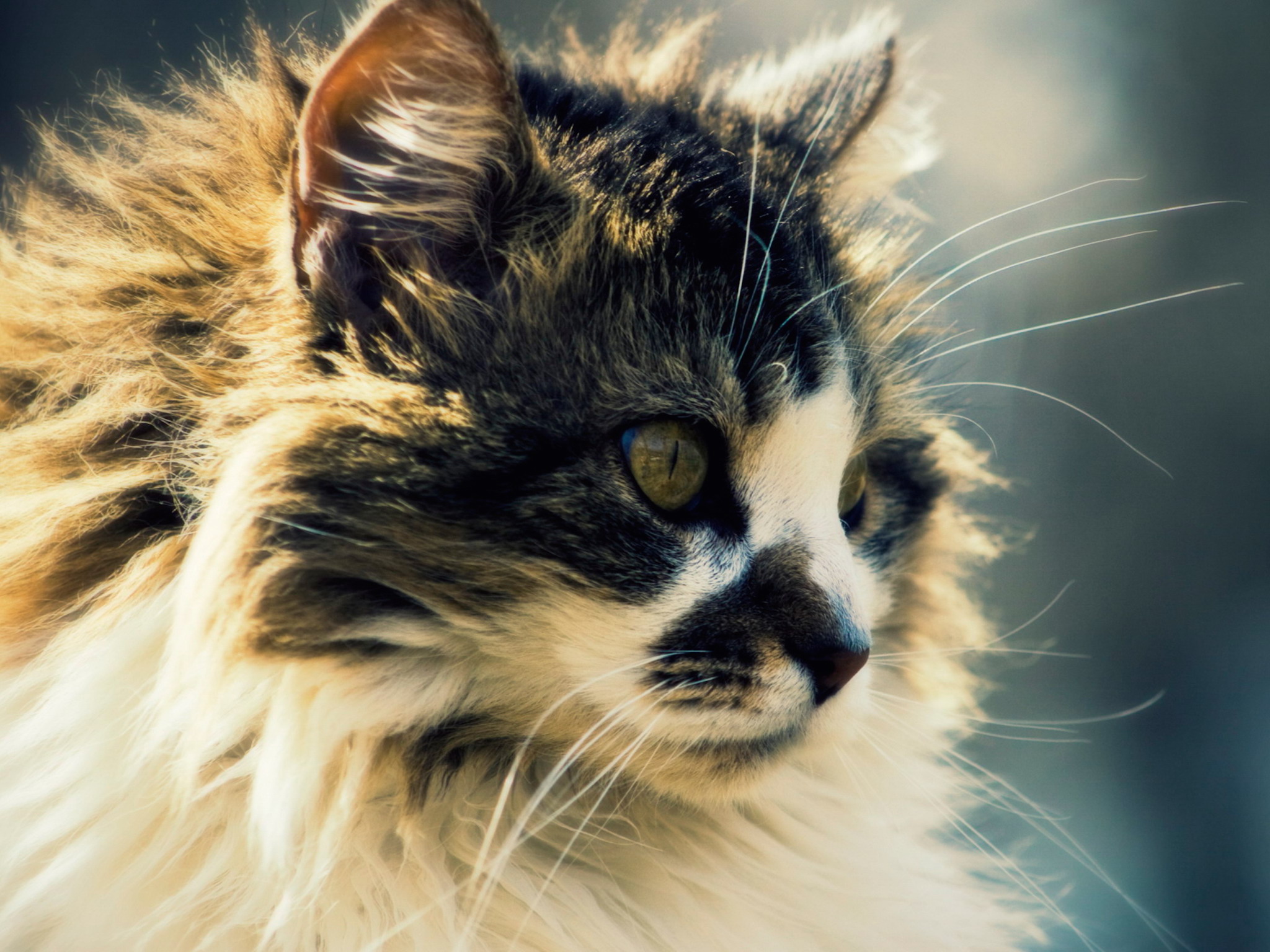 Fluffy Cat Wallpaper | Free HD Cat Downloads