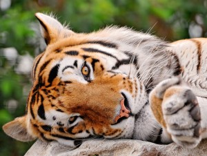 Lazy Bengal Tiger HD Wallpaper
