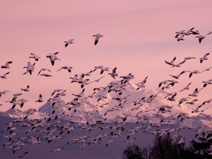 Migrating Snow Geese Wallpaper