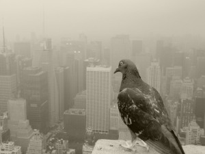 NYC Pigeons View Wallpaper