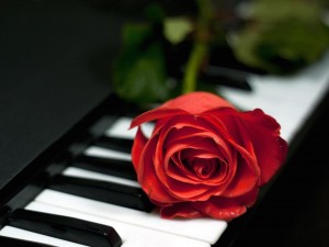 Romantic Single Red Rose Wallpaper