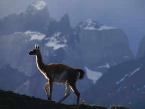 South American Llama Wallpaper