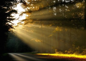 Sunlit Road Wallpaper