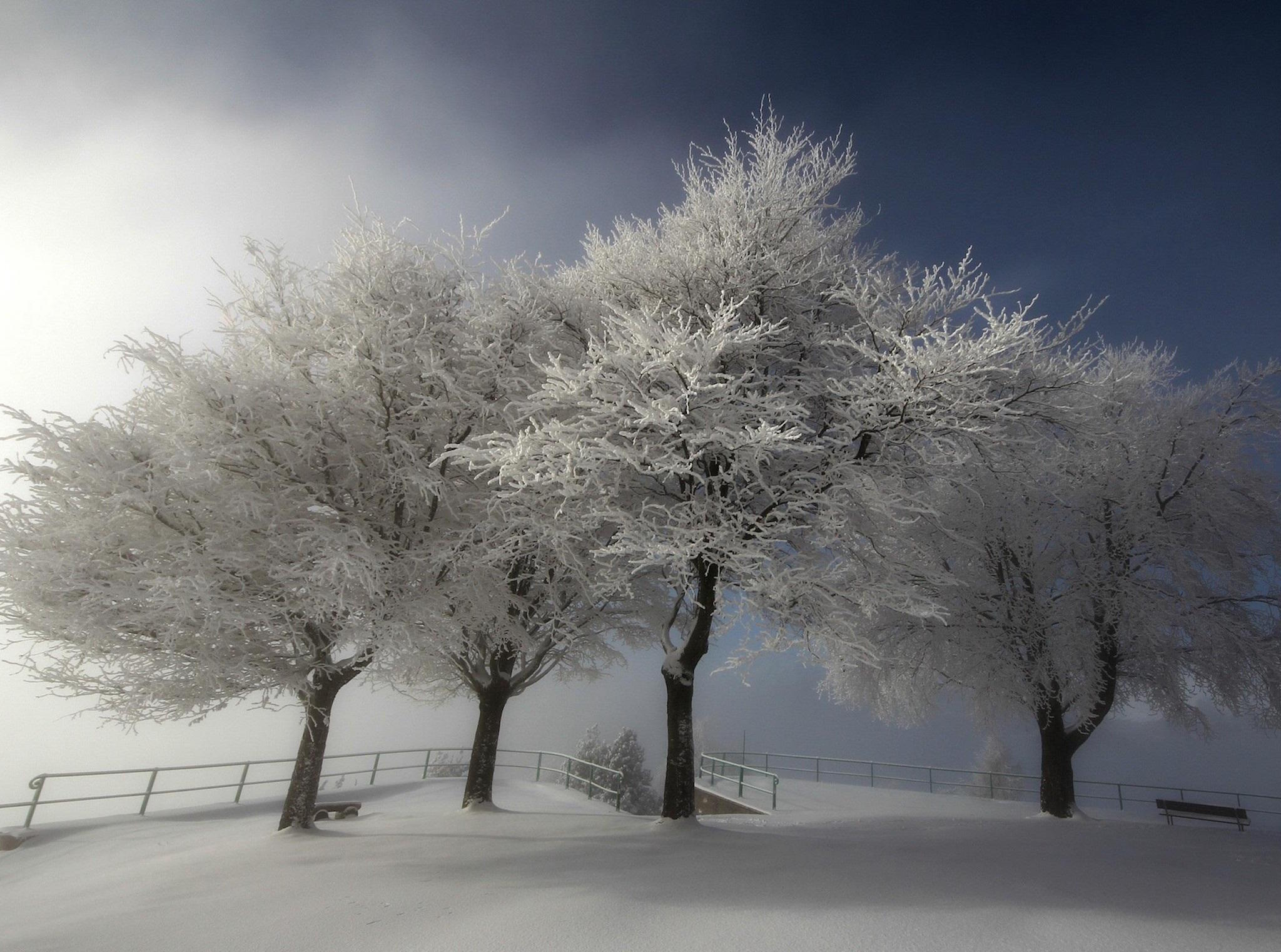Redhead Winter Bliss: A Calming Video Experience