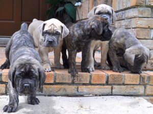 Cane Corso Puppies Wallpaper