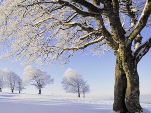 Snowy Black Forest-Germany Wallpaper