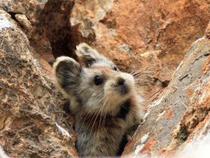 Ili Pika Wallpaper