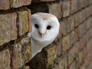 Australian Masked Owl Wallpaper