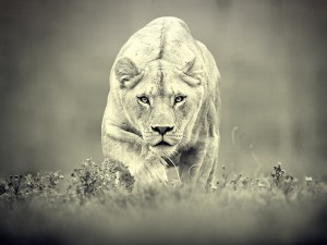 Lioness Stalking Wallpaper