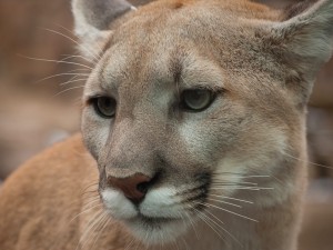 Handsome Puma Cat Wallpaper