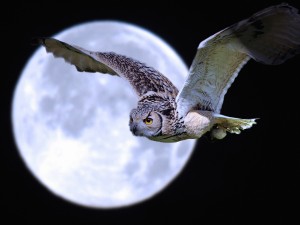 Owl-Super Moon Wallpaper