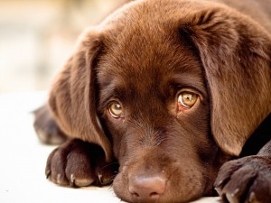 Innocent Puppy Wallpaper