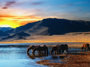 Thirsty Horses Wallpaper