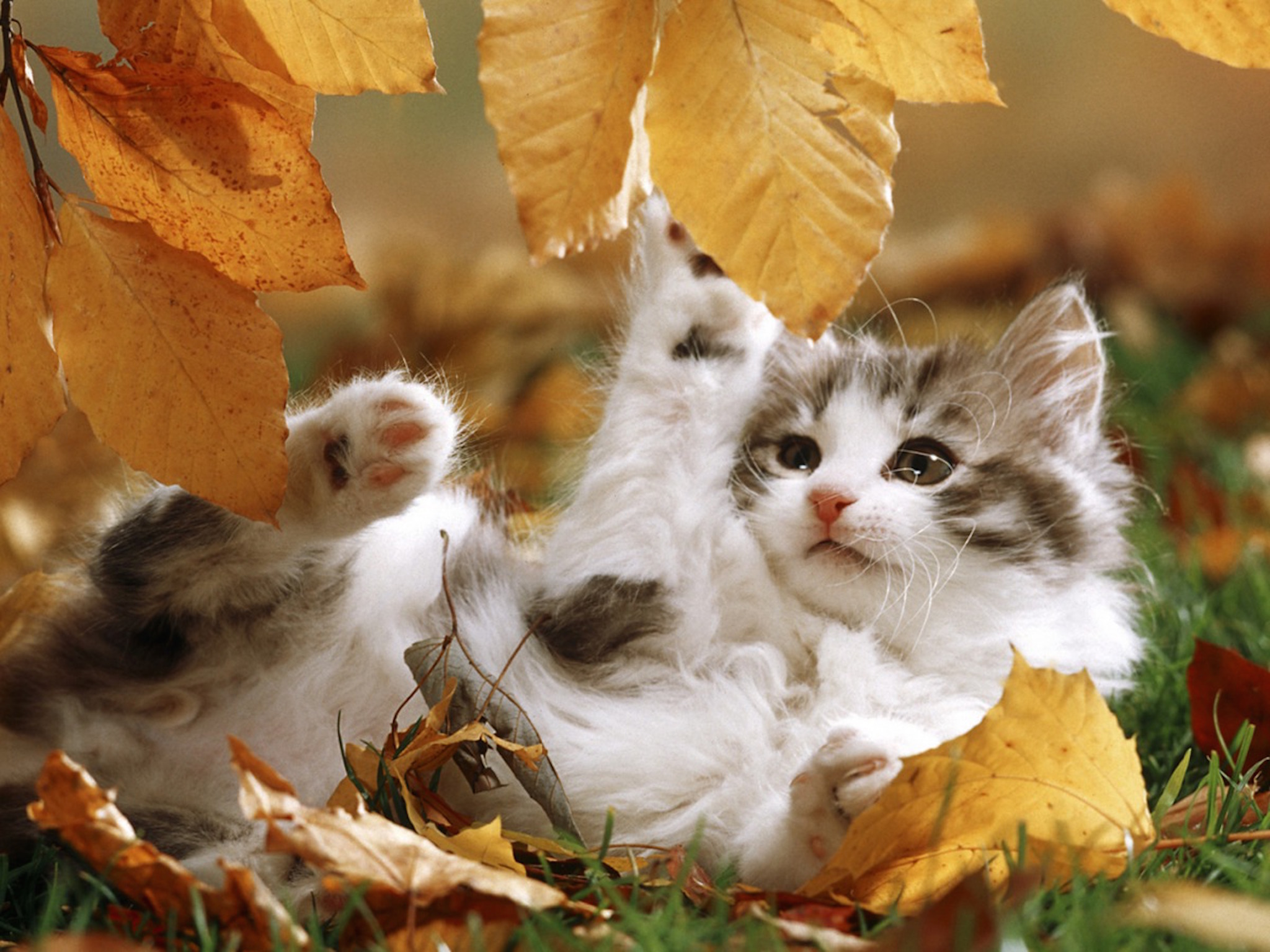 Autumn Kitten Playing Wallpaper | Free HD Cat Images