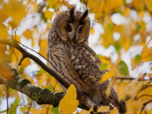Autumn Owl Wallpaper