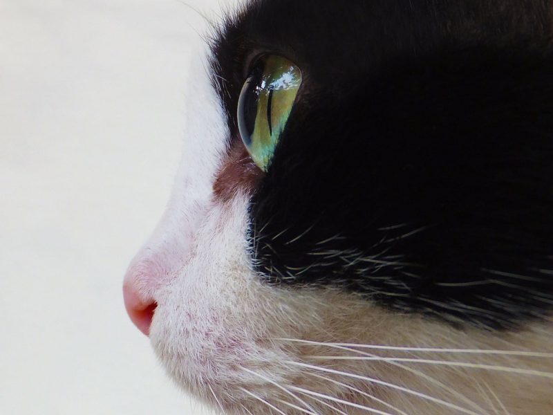 Cat Eye Profile Wallpaper