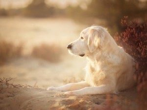 Golden Retriever Relaxing Wallpaper