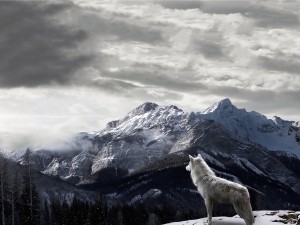 Wolf Mountain View Wallpaper