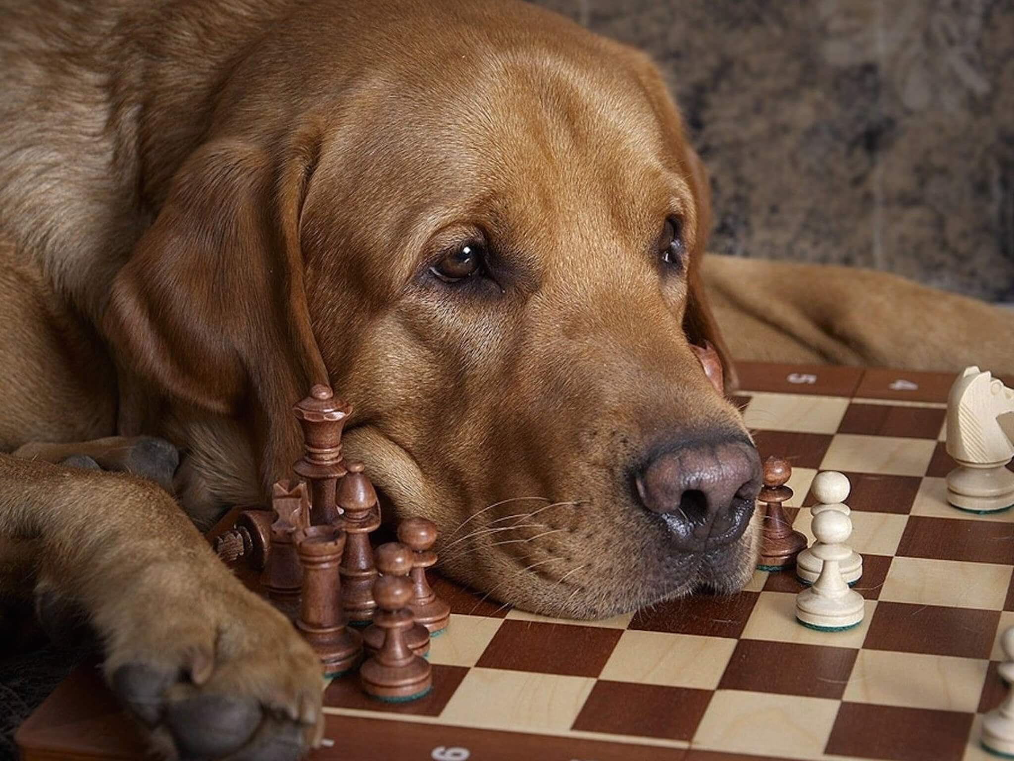 Как играть пес 1. Собака и шахматы. Собака играет в шахматы. Шахматы кошки. Собаки играющие в шахматы.