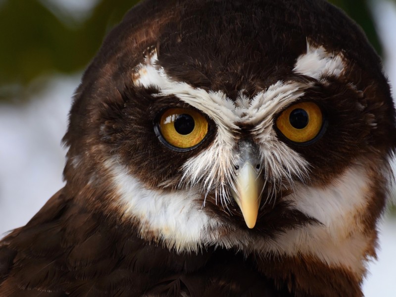 Spectacled Owl HD Wallpaper