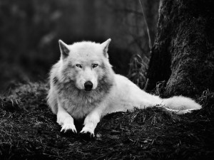 White Wolf Relaxed Wallpaper