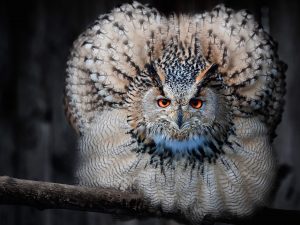 Fluffy Owl Wallpaper