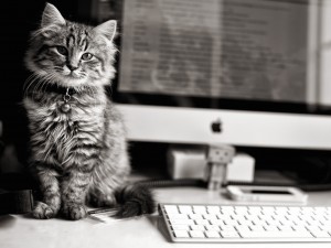 iMac Cat Wallpaper