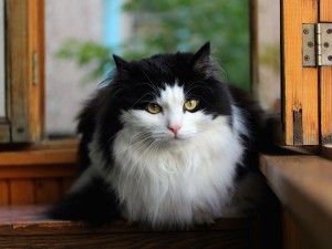 Long Haired Norwegian Forest Cat Wallpaper