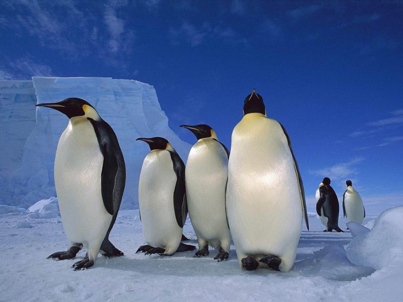 Antarctic Penguins Wallpaper